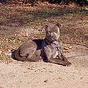 Mozzi is registered to the contest to win money with this photo: dog, outdoor, sunlight, dirt, leaves, greenery, chain, collar, pet, animal, resting, canine, nature, summer, guard, brown, shadow, ground, relaxed, daytime