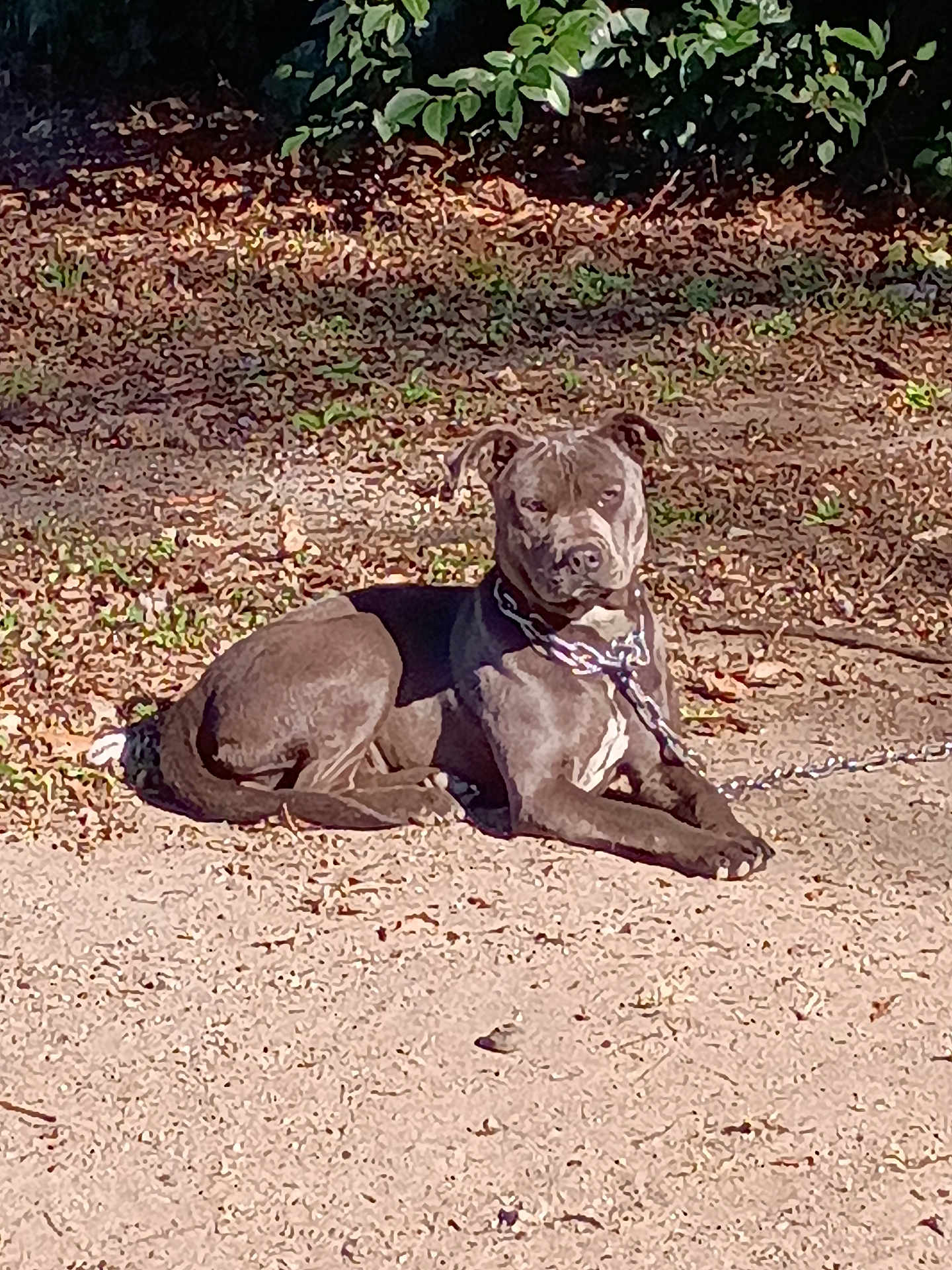 Mozzi is registered to the contest to win money with this photo: dog, outdoor, sunlight, dirt, leaves, greenery, chain, collar, pet, animal, resting, canine, nature, summer, guard, brown, shadow, ground, relaxed, daytime