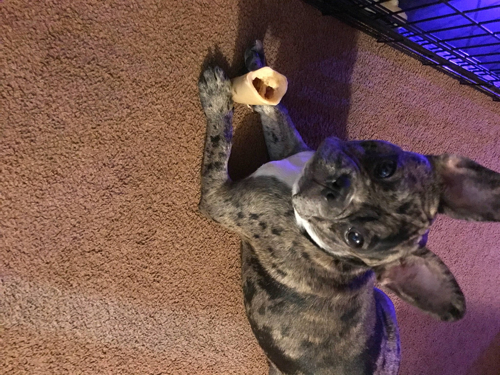 Bentley joined the competition — help win amazing prizes! canidae, carnivore, companion_dog, dog, dog_breed, electric_blue, fawn, felidae, fun, fur, guard_dog, non_sporting_group, paw, snout, soil, sporting_group, tail, terrestrial_animal, toy_dog, whiskers