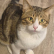 Rex joined the competition — help win amazing prizes! cat, tabby, yellow_eyes, white_chest, white_paws, fur, pet, animal, indoor, wooden_floor, curious, looking_up, whiskers, ears, mammal, domestic_cat, cute, feline, close_up, sitting