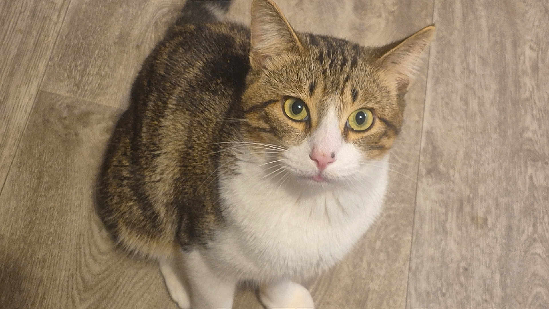 Rex joined the competition — help win amazing prizes! cat, tabby, yellow_eyes, white_chest, white_paws, fur, pet, animal, indoor, wooden_floor, curious, looking_up, whiskers, ears, mammal, domestic_cat, cute, feline, close_up, sitting