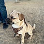 dog, sitting, harness, sand, outdoor, pet, animal, tan, canine, furry, closeup, blurred_background, person, jeans, legs, leash, cute, companion, playground, nature