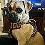 dog, small_dog, indoor, harness, pet, close_up, furniture, television, curious, brown_fur, canine, companion, domestic_animal, living_room, animal, cute, portrait, young_dog, watching, alert