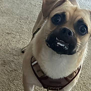 Gus joined the competition — help win amazing prizes! dog, pet, close_up, curious, indoor, carpet, harness, tag, animal, brown, canine, face, fur, ears, mouth, whiskers, standing, expression, alert, domestic