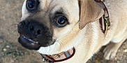 Gus is registered to the contest to win money with this photo: dog, small_dog, tan_coat, harness, pet, animal, outdoor, curious, close_up, cute, face, ears, ground, puppy, muzzle, fur, looking_up, canine, whiskers, expression