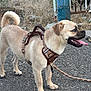 dog, tan_dog, harness, leash, outdoor, paved_road, tongue_out, curled_tail, pet, canine, happy, walking, summer, nature, grass, metal_gate, side_view, short_fur, animal, companion