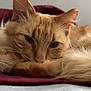 cat, ginger_cat, fluffy, sleepy, relaxed, quilt, maroon, fur, closeup, pet, animal, indoor, cozy, resting, cute, whiskers, ears, tail, soft, feline