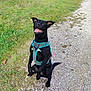 Oreo participe au concours pour gagner de l'argent avec cette photo : dog, black_dog, harness, sitting, outdoor, grass, gravel_path, happy, tongue_out, animal, pet, nature, tree, stone_wall, daylight, ears_up, canine, playful, field, walking_path