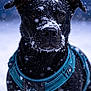 dog, black_dog, snow, snowflakes, outdoor, pet, animal, winter, cold, canine, fur, harness, closeup, portrait, looking, blue, nature, frost, winter_clothing, frozen