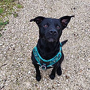 Oreo a rejoint le concours — aidez-le/la à gagner de superbes lots ! dog, black_dog, pet, animal, outdoor, gravel, path, grass, sitting, curious, ears_up, harness, canine, nature, daylight, alert, mammal, ground, looking_up, domestic_animal