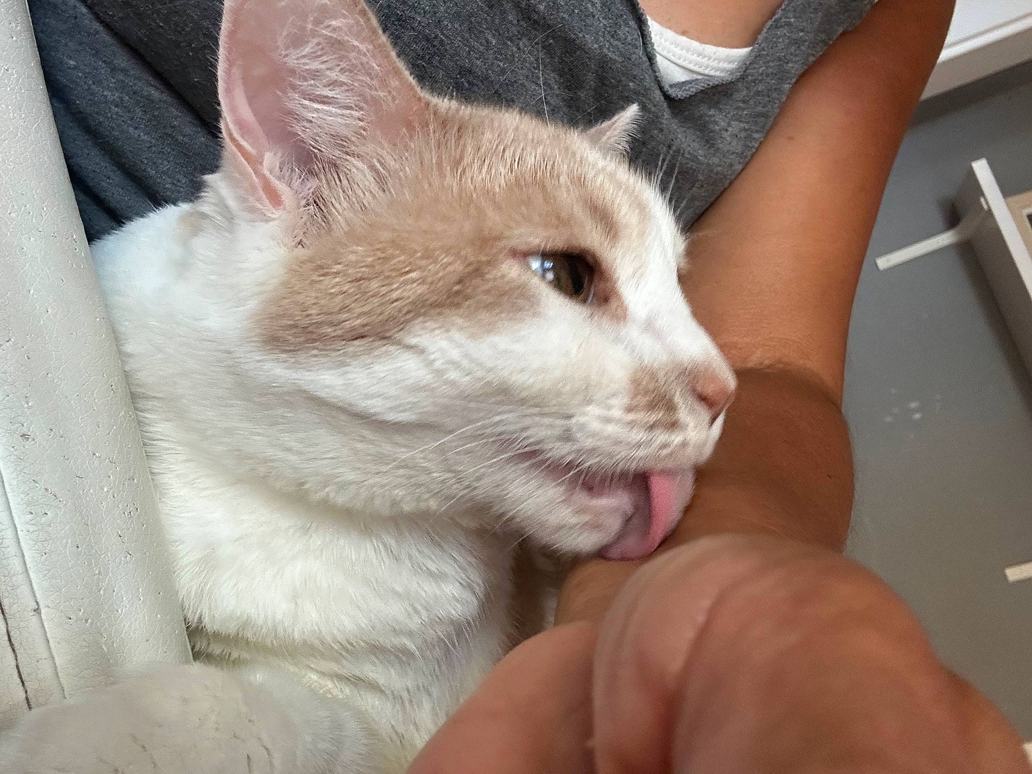 Sweetie Pie is registered to the contest to win money with this photo: carnivore, cat, domestic_short_haired_cat, ear, fawn, felidae, finger, fur, gesture, nail, paw, small_to_medium_sized_cats, snout, tail, whiskers