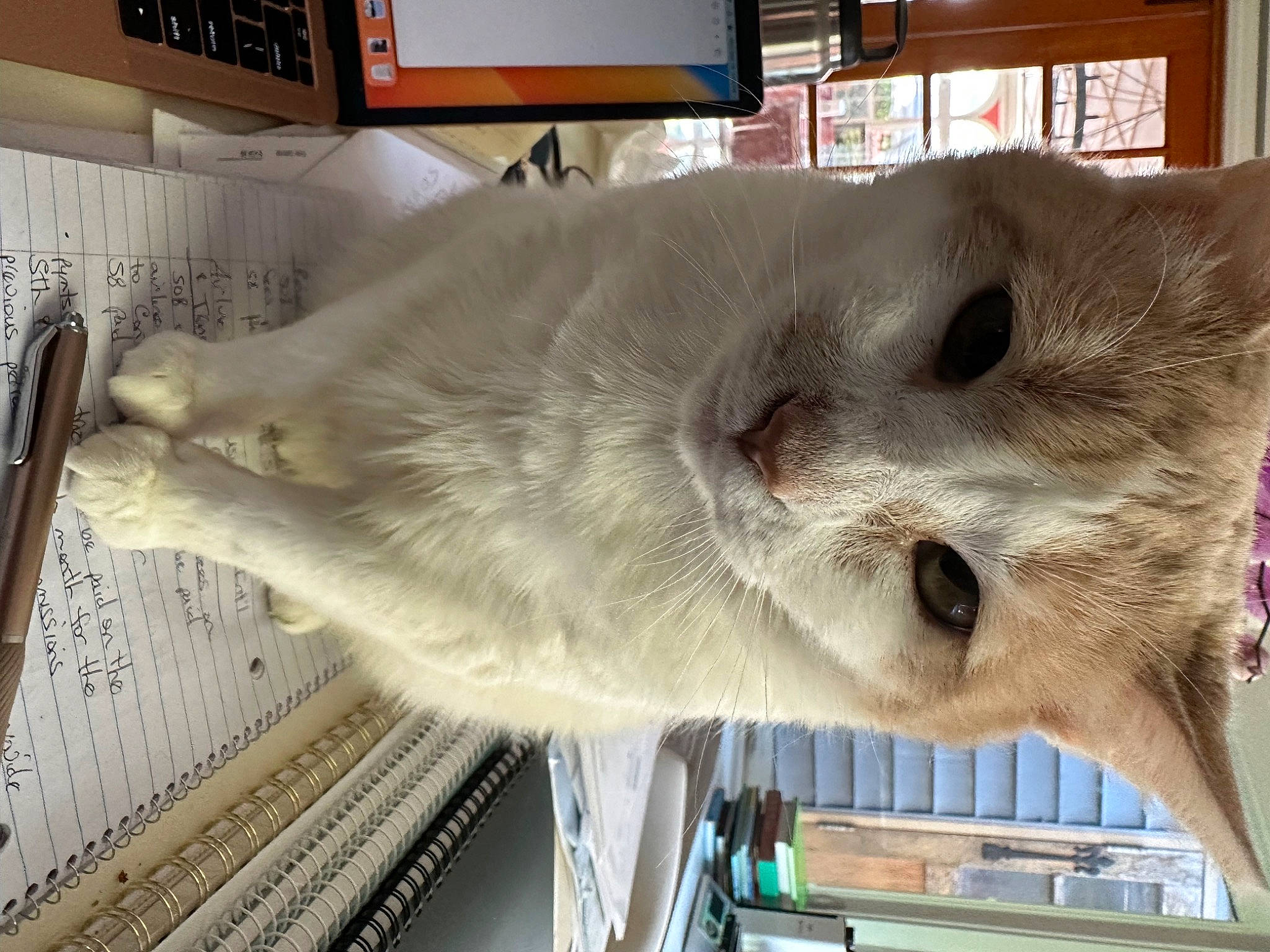 Sweetie Pie is registered to the contest to win money with this photo: carnivore, cat, domestic_short_haired_cat, fang, fawn, felidae, fur, kitchen_utensil, small_to_medium_sized_cats, snout, whiskers