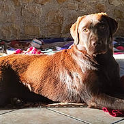 Vénus a rejoint le concours — aidez-le/la à gagner de superbes lots ! animal, blanket, brown_dog, canine, companion, cozy, daylight, dog, furniture, home, indoor, labrador, looking, mattress, pet, relaxed, resting, sunlight, tile_floor, wall