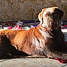 animal, blanket, brown_dog, canine, companion, cozy, daylight, dog, furniture, home, indoor, labrador, looking, mattress, pet, relaxed, resting, sunlight, tile_floor, wall
