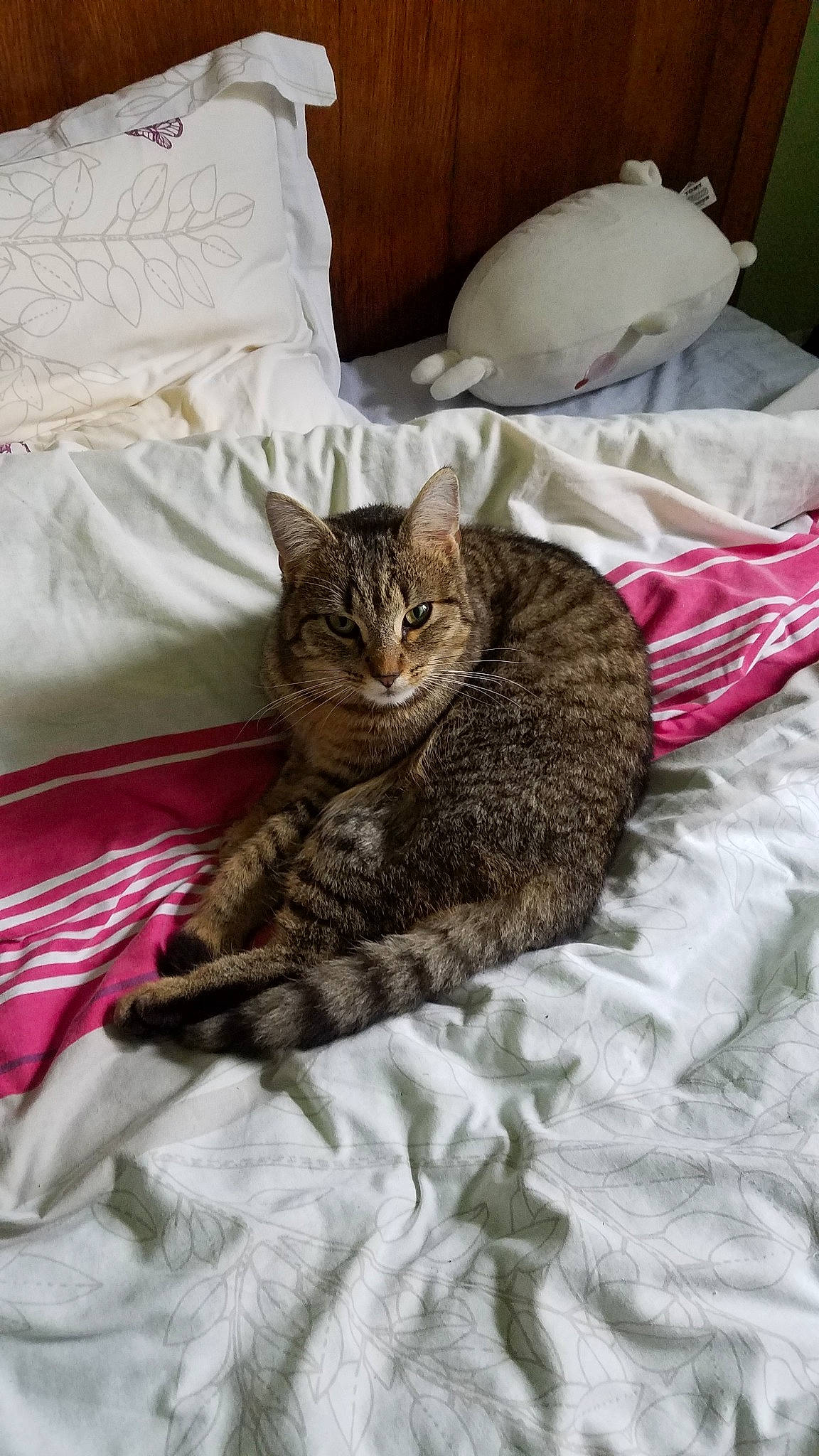 Chasseur a rejoint le concours — aidez-le/la à gagner de superbes lots ! american_shorthair, asian, bed, bed_sheet, carnivore, cat, comfort, domestic_short_haired_cat, dragon_li, european_shorthair, felidae, fur, furniture, kitten, linens, pixie_bob, room, small_to_medium_sized_cats, tabby_cat, whiskers