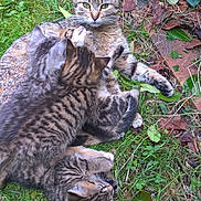 Chasseur a rejoint le concours — aidez-le/la à gagner de superbes lots ! bobcat, carnivoran, cat, cat_like_mammal, dragon_li, european_shorthair, fauna, grass, lynx, mammal, pixie_bob, plant, small_to_medium_sized_cats, tabby_cat, tree, whiskers, wild_cat, wildlife