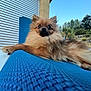Néo a rejoint le concours — aidez-le/la à gagner de superbes lots ! dog, pomeranian, fluffy, outdoor, blue_sky, greenery, relaxing, pet, animal, fur, small_dog, texture, sunlight, nature, looking, close_up, daytime, canine, resting, portrait