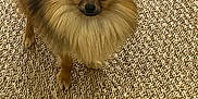 Néo a rejoint le concours — aidez-le/la à gagner de superbes lots ! dog, pomeranian, fluffy, pet, animal, indoor, carpet, brown, curious, small_dog, cute, fur, standing, looking_up, ears, tail, companion, domestic, mammal, adorable