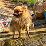 Néo a rejoint le concours — aidez-le/la à gagner de superbes lots ! dog, pommeranian, water, rock, outdoor, nature, shallow_water, wet_fur, sunlight, child, swimwear, summer, adventure, animal, pet, fur, small_dog, standing, natural_light, background