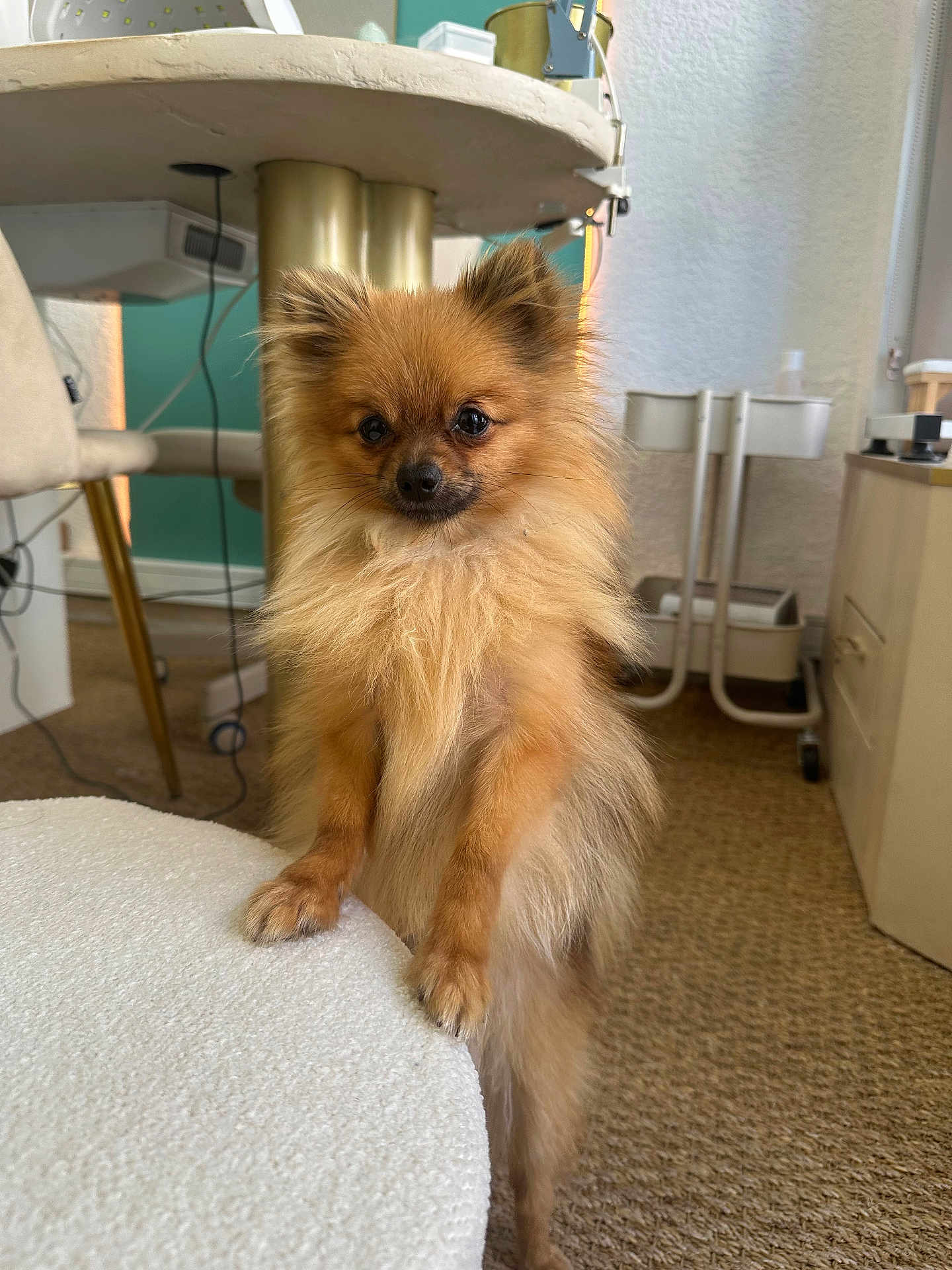 Néo participe au concours pour gagner de l'argent avec cette photo : dog, small_dog, fluffy, brown_fur, indoor, furniture, carpet, table, chair, pet, cute, standing, paws, face, ears, eyes, nose, cozy, home, animal