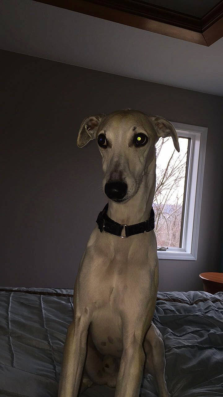 Zippy joined the competition — help win amazing prizes! canidae, carnivore, chippiparai, dog, dog_breed, galgo_espanol, greyhound, hortaya_borzaya, italian_greyhound, lurcher, magyar_agar, mammal, mudhol_hound, polish_greyhound, sighthound, sloughi, snout, vertebrate, whippet, whiskers