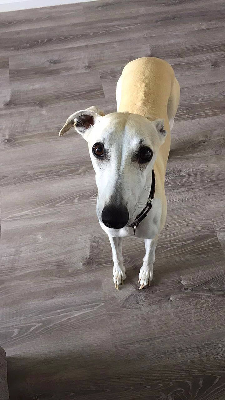 Zippy is registered to the contest to win money with this photo: canidae, carnivore, chippiparai, dog, dog_breed, galgo_espanol, hortaya_borzaya, italian_greyhound, lurcher, magyar_agar, mammal, mudhol_hound, polish_greyhound, rare_breed_dog, sighthound, sloughi, snout, street_dog, vertebrate, whippet