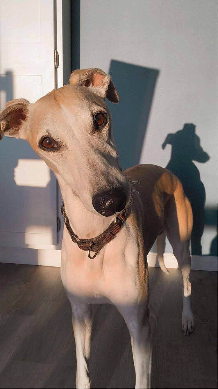 Zippy is registered to the contest to win money with this photo: canidae, carnivore, chippiparai, dog, dog_breed, galgo_espanol, greyhound, hortaya_borzaya, italian_greyhound, lurcher, magyar_agar, mammal, mudhol_hound, polish_greyhound, rampur_greyhound, sighthound, sloughi, snout, vertebrate, whippet
