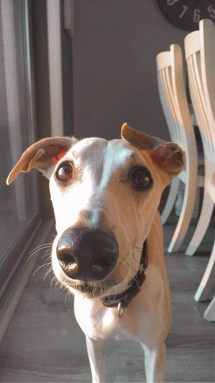 Zippy joined the competition — help win amazing prizes! canidae, carnivore, companion_dog, dog, dog_breed, fawn, galgo_espanol, greyhound, hortaya_borzaya, italian_greyhound, lurcher, magyar_agar, mammal, polish_greyhound, rare_breed_dog, sighthound, snout, vertebrate, whippet, whiskers