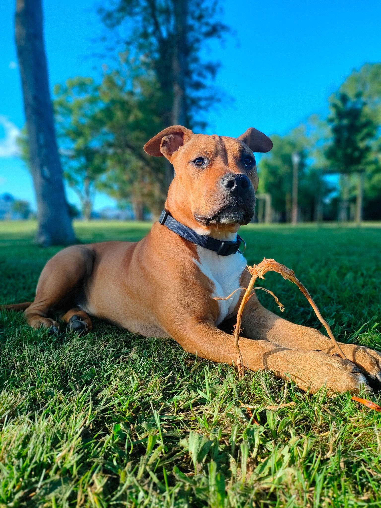 Venom a rejoint le concours — aidez-le/la à gagner de superbes lots ! canidae, carnivore, collar, companion_dog, dog, dog_breed, dog_collar, dog_supply, fawn, grass, grassland, happy, mammal, plant, sky, snout, sporting_group, tree, vertebrate, working_animal