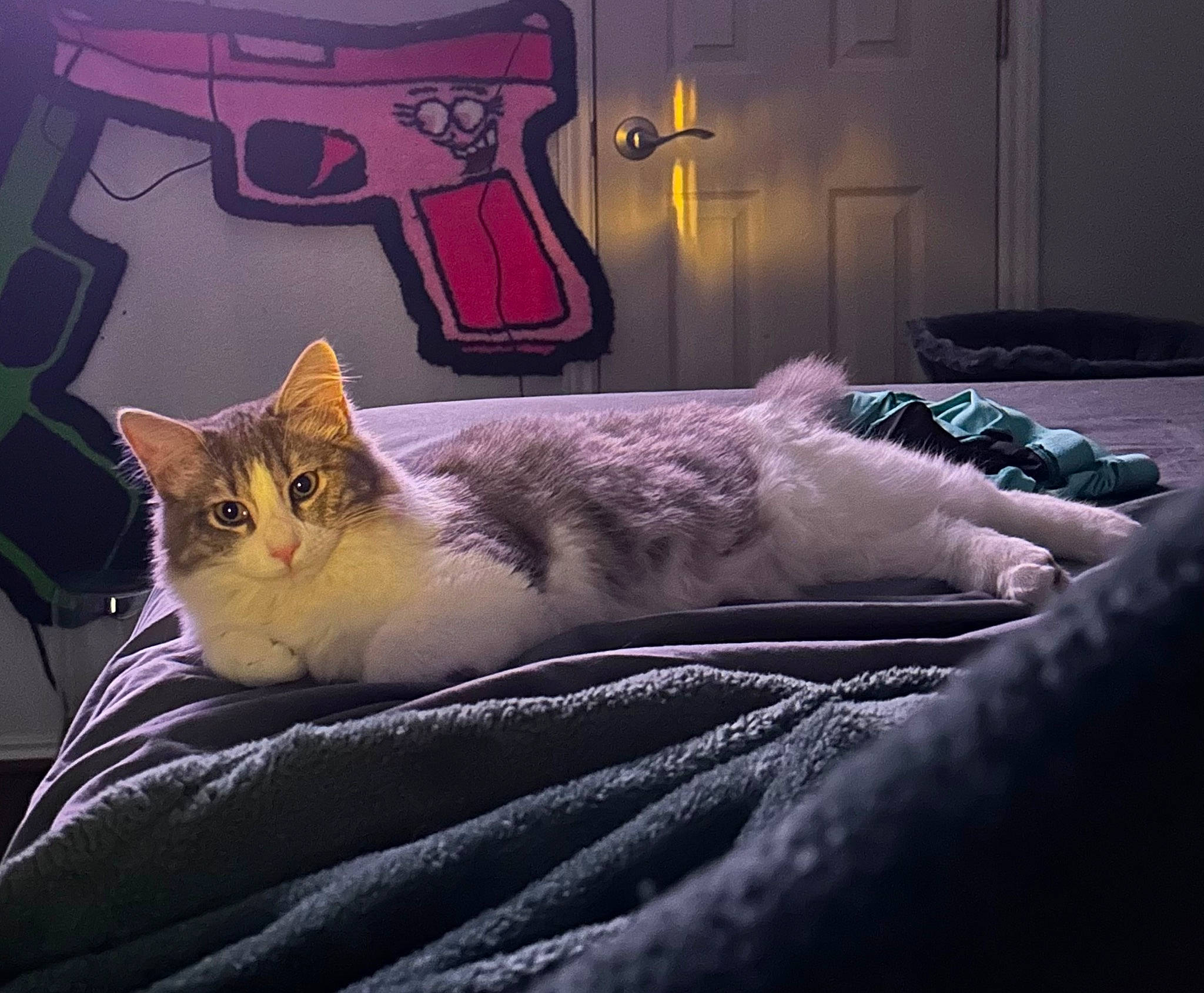 Astro is registered to the contest to win money with this photo: art, bed, bedding, carnivore, cat, comfort, felidae, fur, grey, lighting, linens, mammal, paw, plant, small_to_medium_sized_cats, snout, tail, tints_and_shades, vertebrate, whiskers