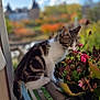 Minoooch participe au concours pour gagner de l'argent avec cette photo : kitten, cat, balcony, flowers, plants, outdoor, nature, autumn, blurred_background, curious, tabby, pet, feline, greenery, pink_flowers, daylight, closeup, young_animal, playful, sniffing