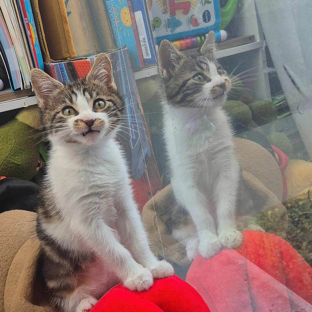 Minoooch a rejoint le concours — aidez-le/la à gagner de superbes lots ! animal, books, cat, cozy, curious, cute, feline, glass, indoor, kitten, lobster, pet, plush_toy, red, reflection, sitting, soft_toy, toys, window, young_cat