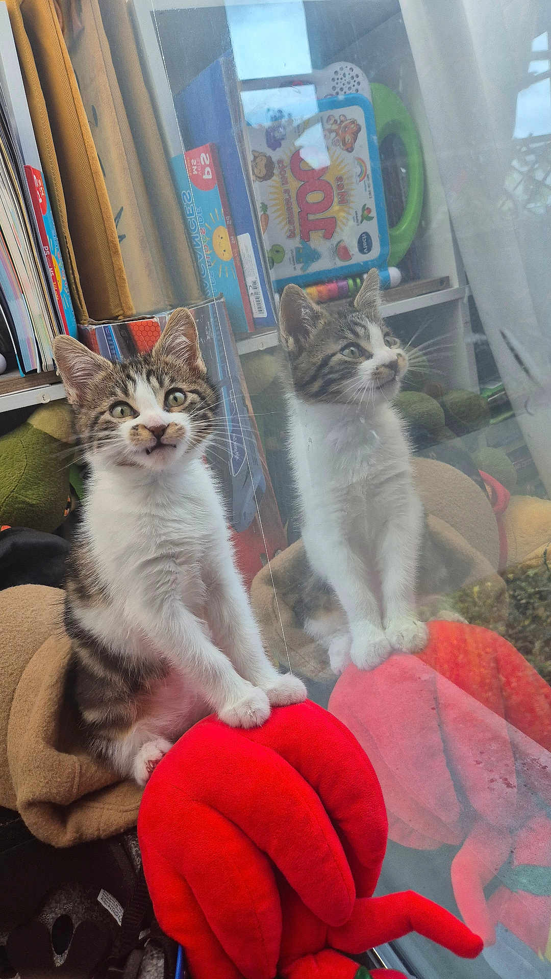 Minoooch a rejoint le concours — aidez-le/la à gagner de superbes lots ! kitten, cat, reflection, plush_toy, red, lobster, glass, window, books, toys, indoor, curious, pet, young_cat, feline, soft_toy, sitting, cute, animal, cozy