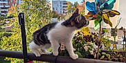 Minoooch participe au concours pour gagner de l'argent avec cette photo : kitten, cat, balcony, plant, flower, pinwheel, outdoor, daylight, urban, railing, greenery, sky, tree, building, curious, pet, nature, small_animal, colorful, closeup