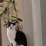 Opaline a rejoint le concours — aidez-le/la à gagner de superbes lots ! cat, black_and_white, plant, indoor, curtains, wooden_surface, pet, feline, sitting, houseplant, domestic, home, fur, whiskers, ears, tail, quiet, curious, portrait, animal