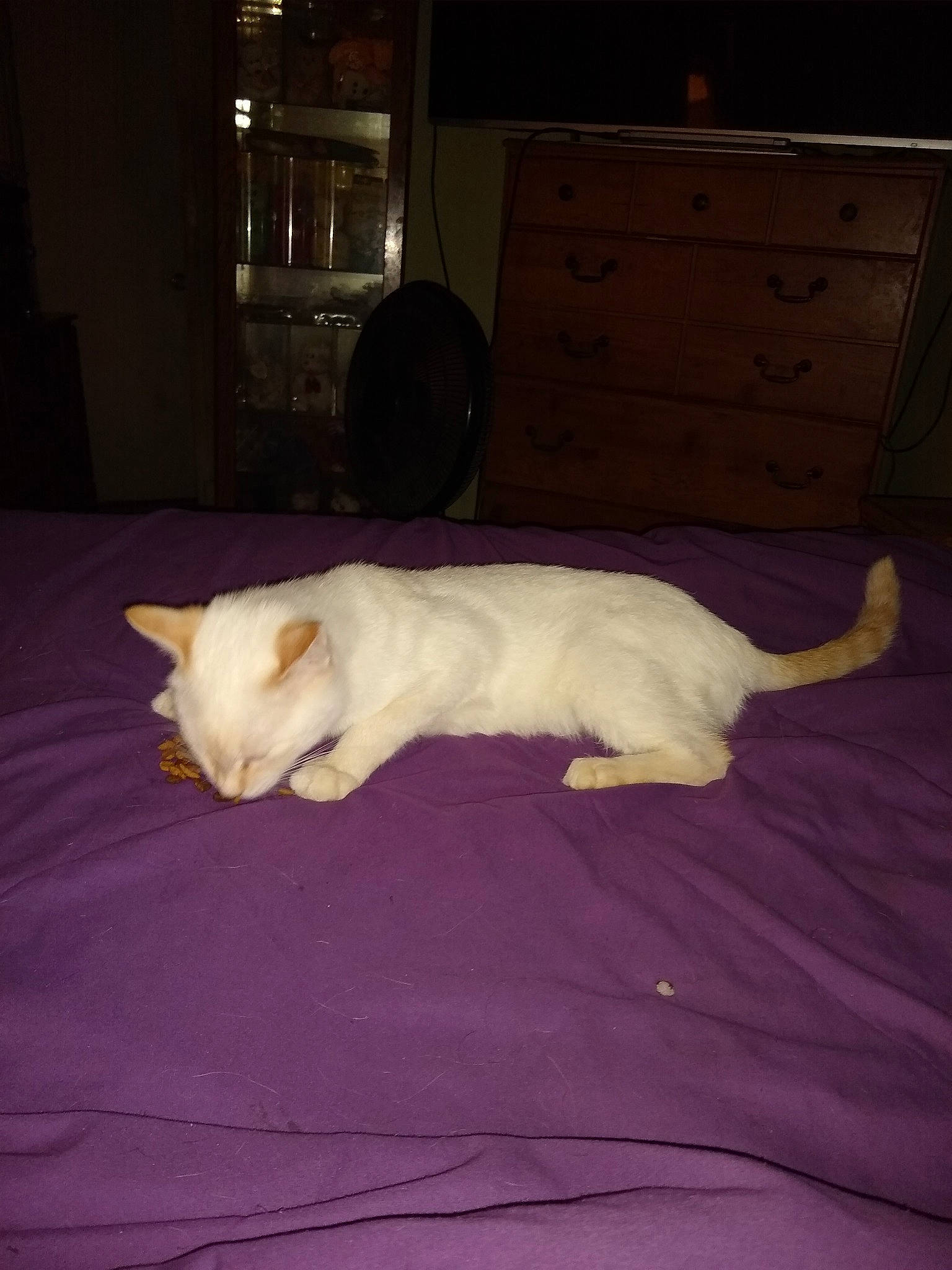 Blizzard joined the competition — help win amazing prizes! cabinetry, carnivore, cat, comfort, companion_dog, fawn, felidae, floor, flooring, furniture, hardwood, lighting, mammal, shelf, sky, small_to_medium_sized_cats, tail, vertebrate, whiskers, wood