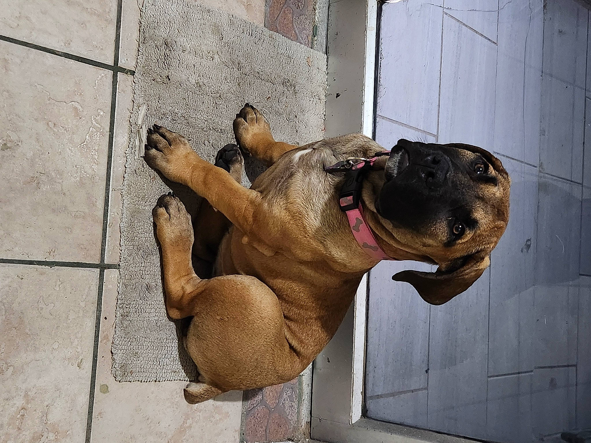 Ellie joined the competition — help win amazing prizes! ancient_dog_breeds, art, canidae, carnivore, companion_dog, dog, dog_breed, fawn, foot, fur, guard_dog, liver, non_sporting_group, snout, sporting_group, tail, terrestrial_animal, window, working_animal, wrinkle