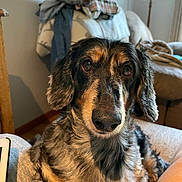 Boomer is registered to the contest to win money with this photo: animal, black, brown, close_up, clothing, companion, cute, dog, domestic_animal, ears, face, fur, furniture, indoor, lamp, living_room, long_hair, pet, relaxed, sofa
