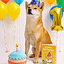 shiba_inu, dog, birthday, party_hat, balloons, birthday_card, plush_toy, cake_toy, dog_bone_toy, number_one_balloon, celebration, festive, indoor, pet, cute, portrait, colorful, happy, sitting, studio