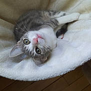 Nadia Livet a rejoint le concours — aidez-le/la à gagner de superbes lots ! cat, kitten, gray, white, pet, animal, feline, cute, fluffy, blanket, cozy, indoor, fur, whiskers, ears, eyes, pink_nose, relaxed, soft, wooden_floor