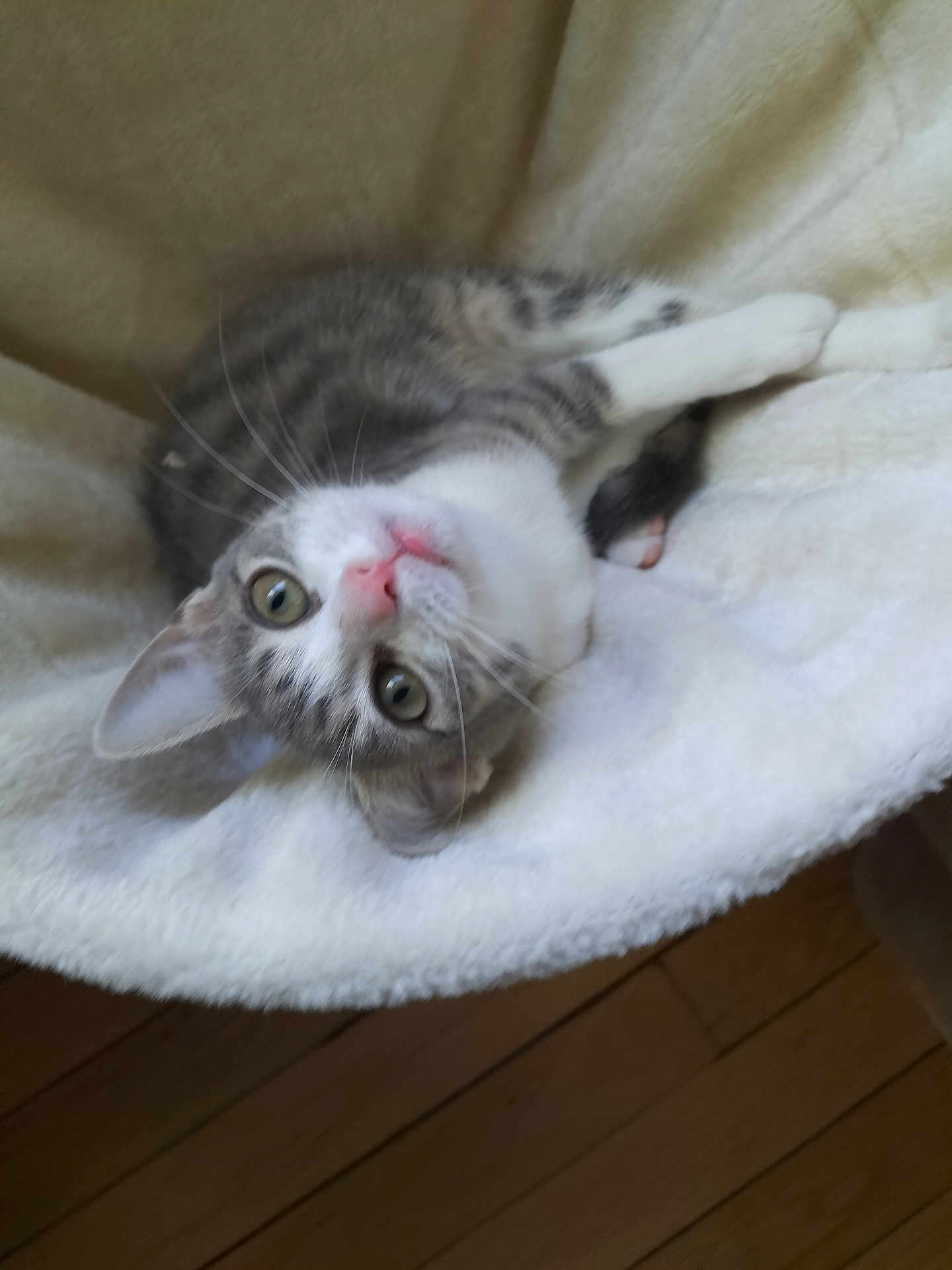 Nadia Livet a rejoint le concours — aidez-le/la à gagner de superbes lots ! cat, kitten, gray, white, pet, animal, feline, cute, fluffy, blanket, cozy, indoor, fur, whiskers, ears, eyes, pink_nose, relaxed, soft, wooden_floor