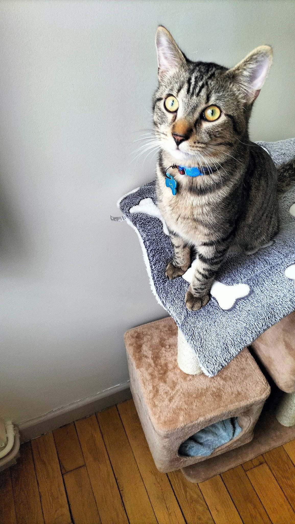 Eron participe au concours pour gagner de l'argent avec cette photo : carnivore, cat, cat_supply, comfort, domestic_short_haired_cat, felidae, flooring, fur, hardwood, paw, pet_supply, sitting, small_to_medium_sized_cats, snout, tail, whiskers, wood, wood_flooring