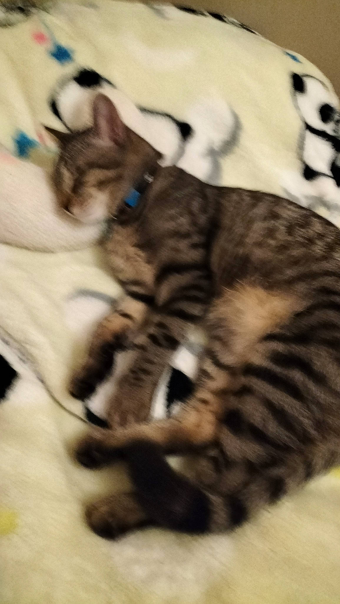 Eron participe au concours pour gagner de l'argent avec cette photo : carnivore, cat, claw, comfort, domestic_short_haired_cat, felidae, foot, fur, nap, paw, small_to_medium_sized_cats, snout, tail, terrestrial_animal, whiskers