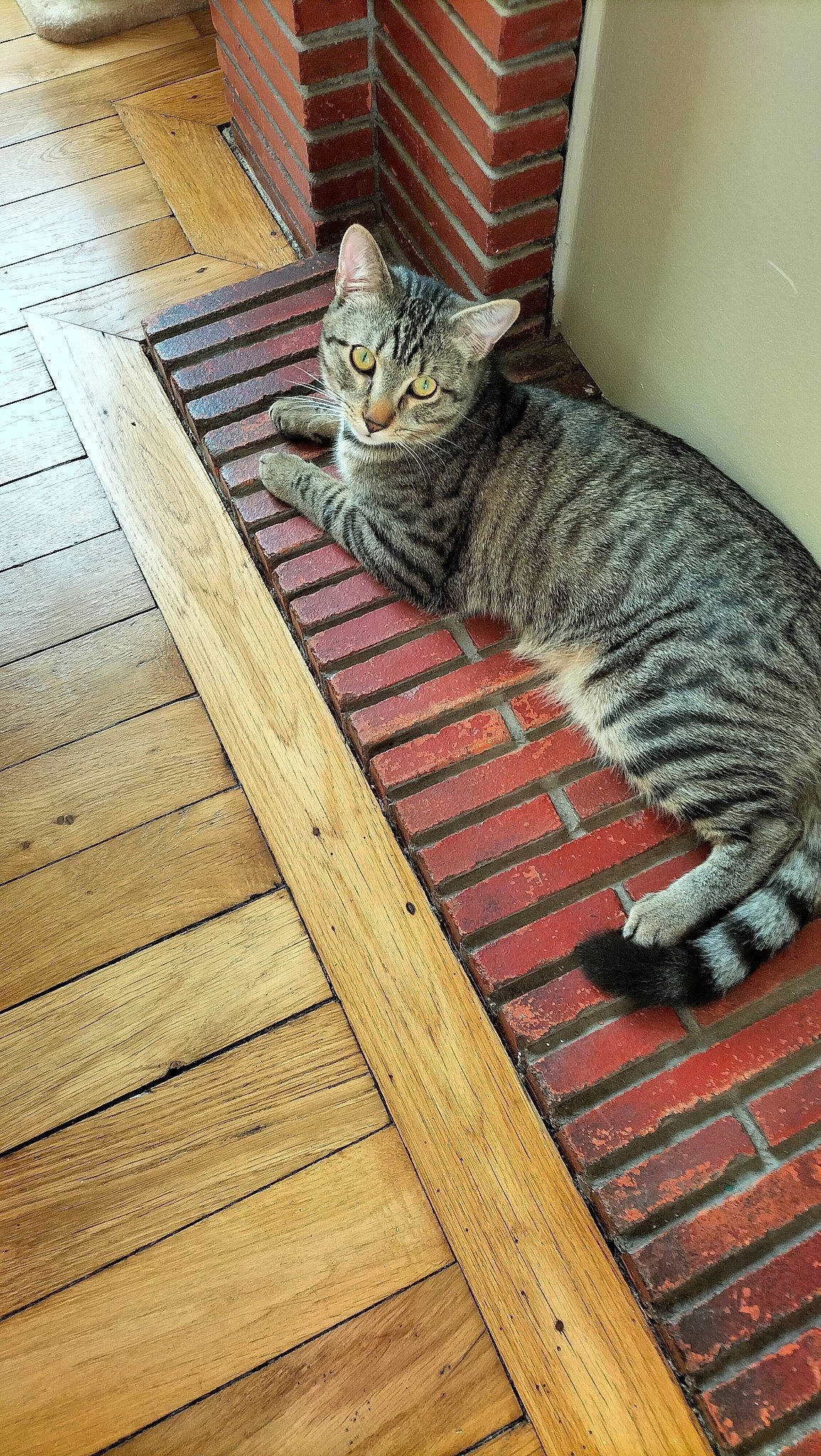 Eron participe au concours pour gagner de l'argent avec cette photo : carnivore, cat, domestic_short_haired_cat, felidae, flooring, fur, grey, hardwood, paw, plank, rectangle, small_to_medium_sized_cats, snout, tail, terrestrial_animal, tree, whiskers, window, wood, wood_stain