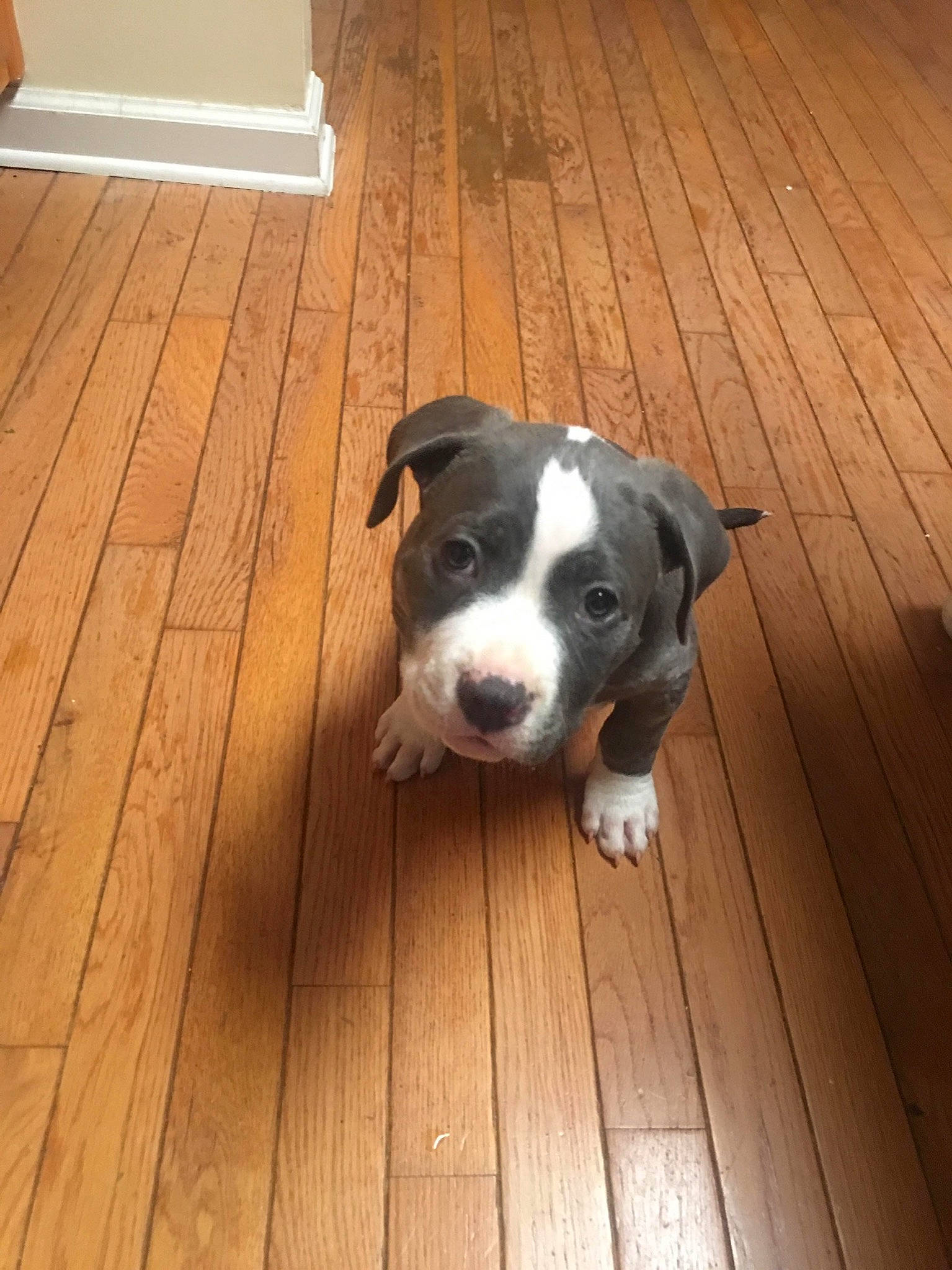 Biscuit joined the competition — help win amazing prizes! american_bulldog, american_pit_bull_terrier, american_staffordshire_terrier, boston_terrier, canidae, carnivore, catahoula_bulldog, dog, dog_breed, fawn, floor, mammal, non_sporting_group, pit_bull, puppy, staffordshire_bull_terrier, tail, valley_bulldog, vertebrate