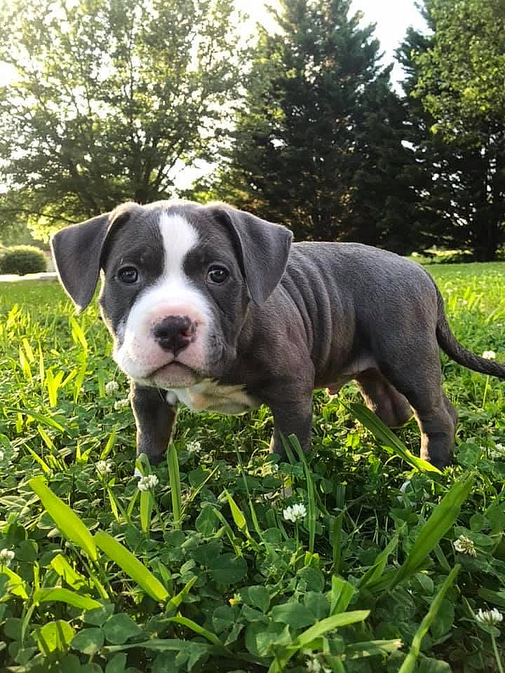 Biscuit joined the competition — help win amazing prizes! american_bulldog, american_pit_bull_terrier, american_staffordshire_terrier, australian_bulldog, bulldog, canidae, carnivore, dog, dog_breed, dorset_olde_tyme_bulldogge, grass, mammal, molosser, non_sporting_group, olde_english_bulldogge, pit_bull, rare_breed_dog, snout, valley_bulldog, vertebrate