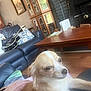 Sassy joined the competition — help win amazing prizes! brown_and_white, cabinet, coffee_table, couch, cozy, dog, domestic_animal, floor, furniture, glass_door, guitar, hand, home_interior, lap, living_room, person, pet, relaxing, small_dog, wooden_table