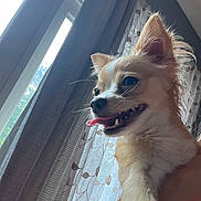 Sassy is registered to the contest to win money with this photo: animal, canine, closeup, companion, curtains, cute, dog, domestic, ears, fluffy_fur, happy, indoor, leaf_pattern, light, natural_light, pet, sheer_curtains, small_dog, tongue_out, window