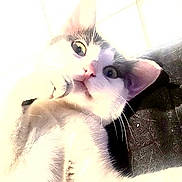 Athéna a rejoint le concours — aidez-le/la à gagner de superbes lots ! cat, pet, animal, close_up, curious, face, whiskers, fur, ears, indoor, looking_up, wide_eyes, cute, mammal, domestic, feline, portrait, soft_lighting, white_fur, gray_fur