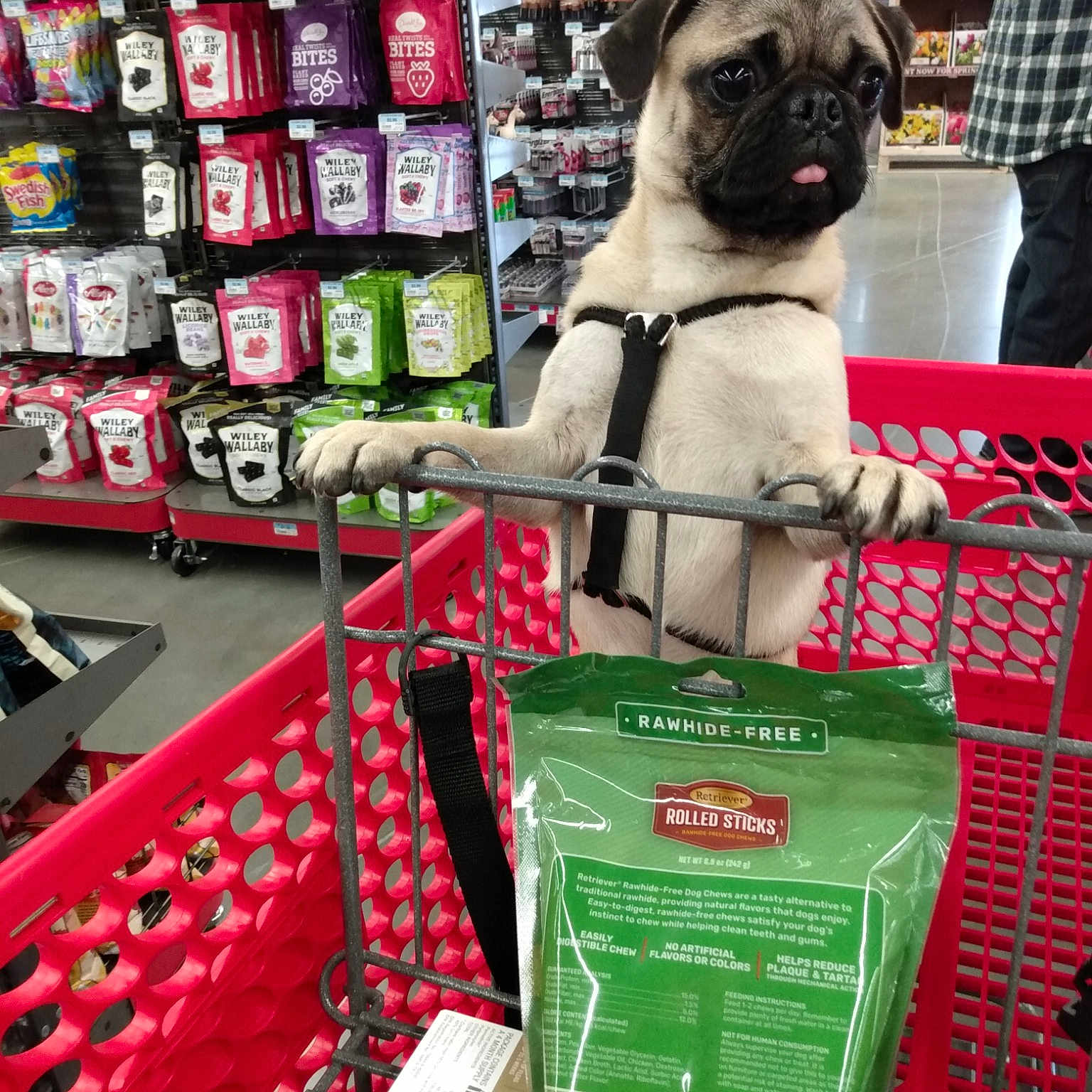 Jazzy is registered to the contest to win money with this photo: carnivore, cart, collar, companion_dog, dog, dog_breed, dog_supply, fawn, market, pet_supply, pug, retail, shelf, shelving, shopping_cart, snapshot, snout, whole_food, working_animal, wrinkle